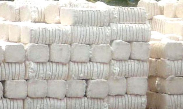 Cotton output estimated at 377 lakh bales in 2017-18