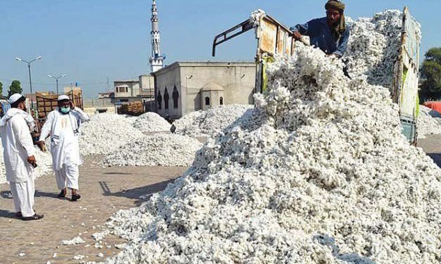 Cotton prices stabilizing with renewed buying interest in Pakistan