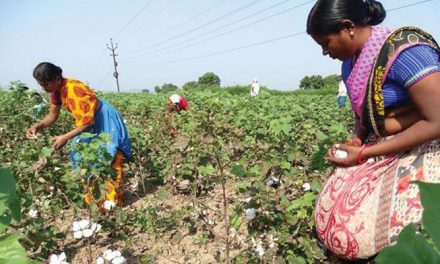 Telangana online payments to cotton farmers has made a mark