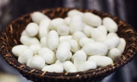 Arunachal’s sericulture proposal pending with India’s CSB