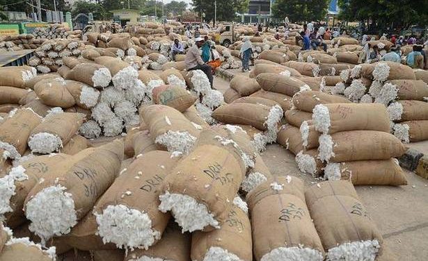 CAI takes steps to boost cotton exports