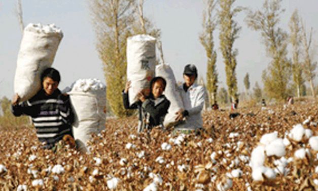 India to produce less cotton than earlier expectations