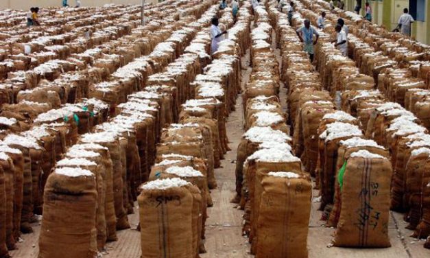 India witnesses good cotton export demand