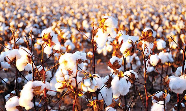 Cotton production expected to drop in India