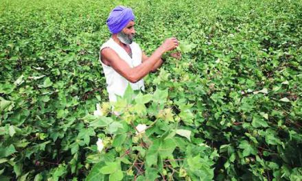 Indian cotton crop production to reach 36 mn bales