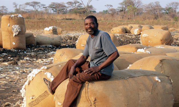 Cotton market to face difficulties due to uncertain trade policies