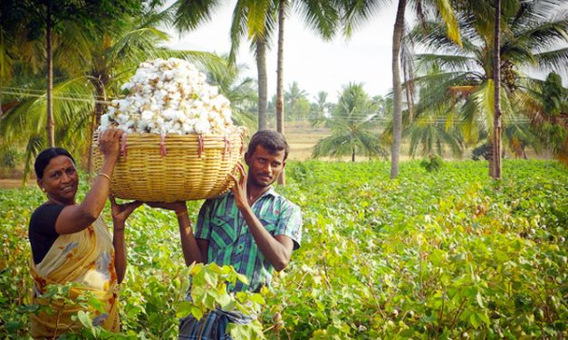 Cotton prices in India to stay firm until next fiscal