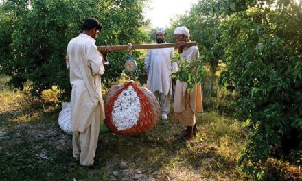 Pakistan observes rise in cotton cultivation