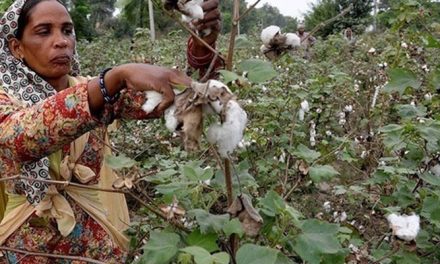 Committee fears drastic fall in cotton production in Pakistan