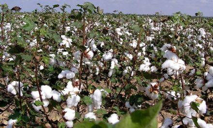 Textile Ministry aim to adhere to quality norms for Indian cotton