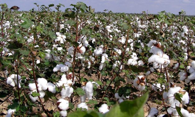 Textile Ministry aim to adhere to quality norms for Indian cotton