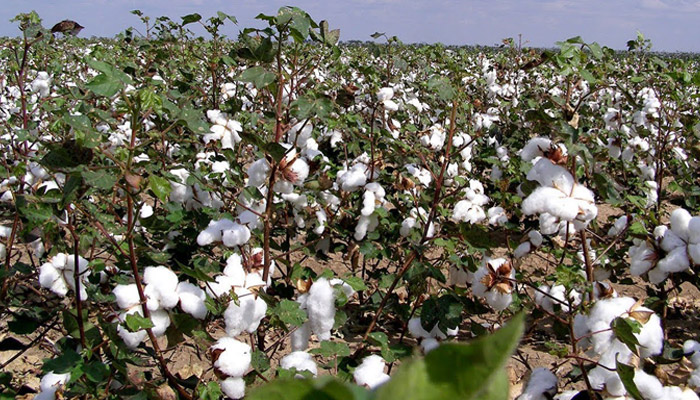Textile Ministry aim to adhere to quality norms for Indian cotton