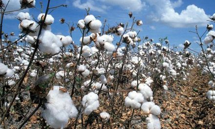 Cotton production of India to grow 7.25 per cent