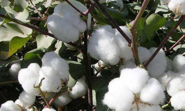 CAI lowers 2018-19 cotton crop estimates