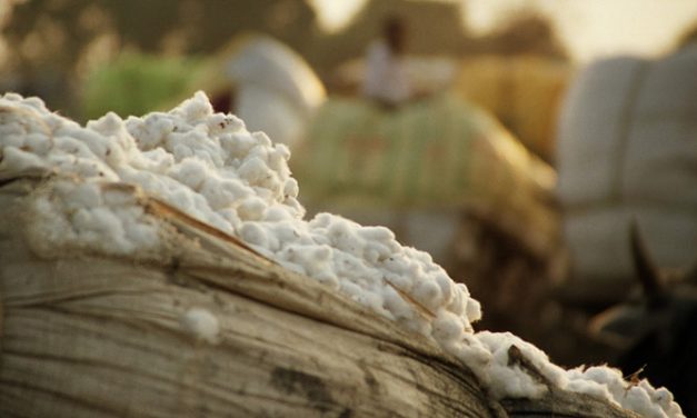 Committee to safeguard future of Egyptian cotton brand