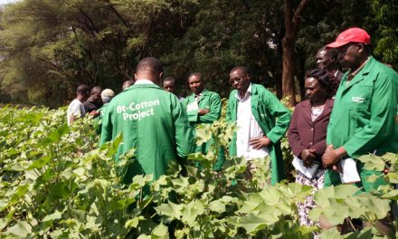 Cotton crop part of Kenya’s ‘Big Four’ action plan