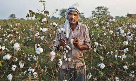 Country needs to improve cotton yield to remain net exporter
