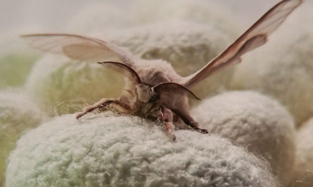 Kraig begins spider silk production at Vietnam