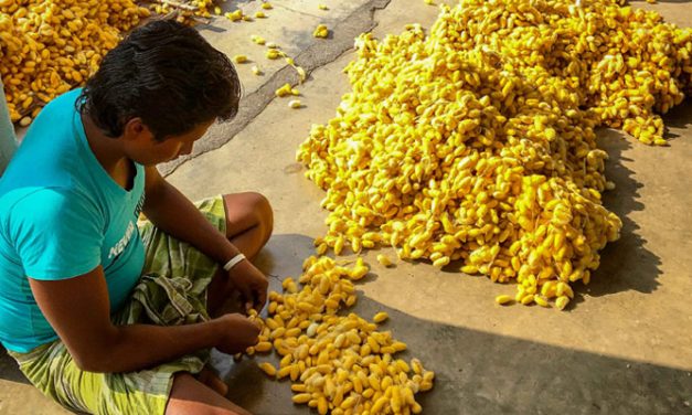 Boosting yarn production can revitalise Bangla silk sector