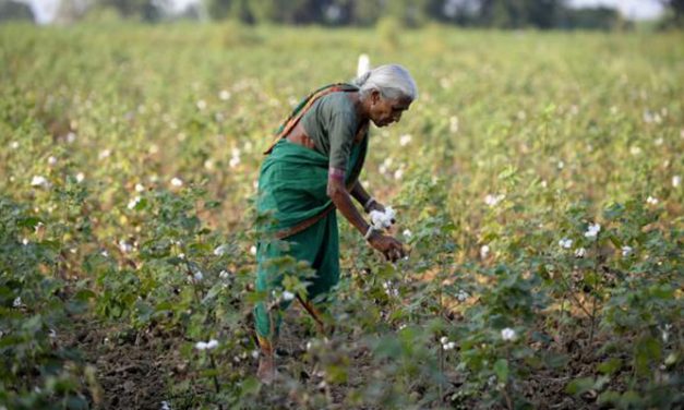 CAI projects lower cotton yields for current crop year