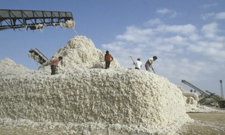 China invests $300 mn in cotton processing in Tajikistan