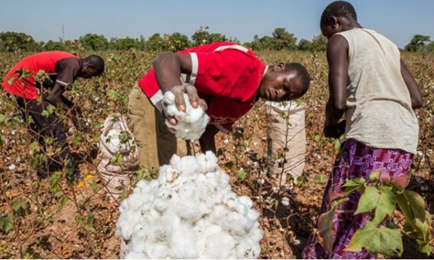 Nigeria targets 300,000 tonne cotton production