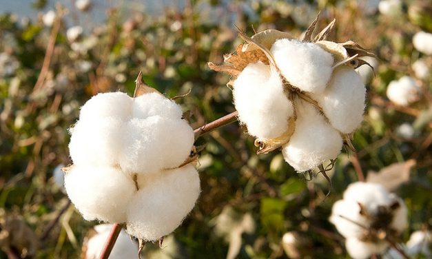 Support for Brazilian organic cotton innovation
