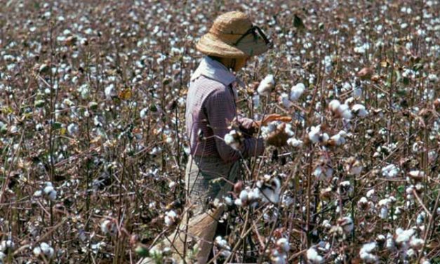 Cotton prices drop in Brazil as buyers retract