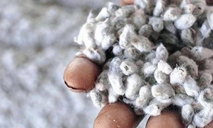 Nigeria starts distributing cotton seeds to farmers