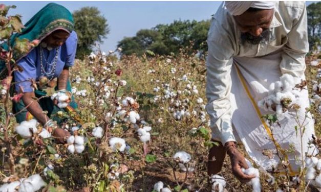 India to regain top cotton producer status