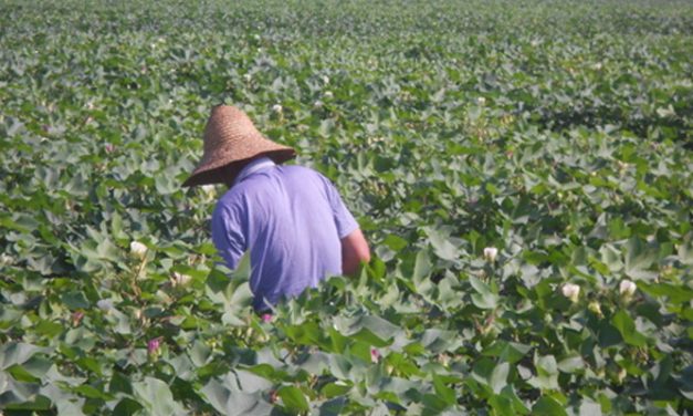 China plans to introduce qualified overseas traders for cotton futures