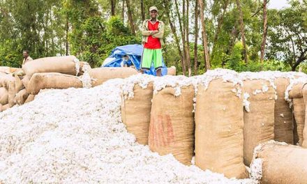 Ethiopia aims at promoting sustainable value chain for cotton