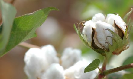 H&M, Ikea, Gap top brands sourcing sustainable cotton
