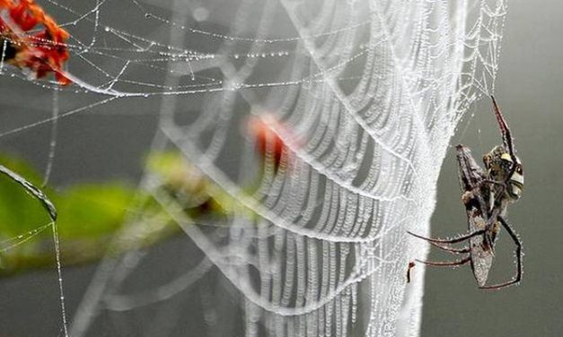 Kraig presents next generation of spider silk