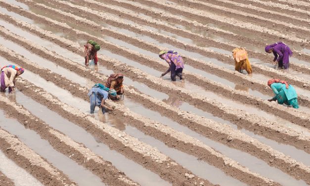 Cotton sowing in Pak rises by 14 per cent