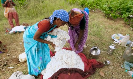 India’s cotton productivity at lowest in a decade