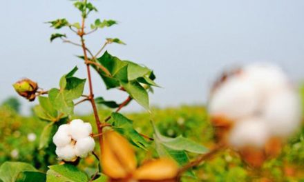 MSP on Karif cotton of 2019-20 season increased