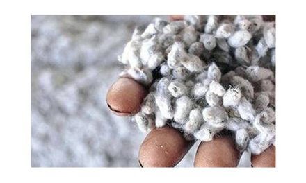 PCRI develops pest-resistant cotton seed