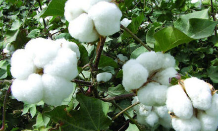MoU to promote naturally-coloured cotton in Maharashtra