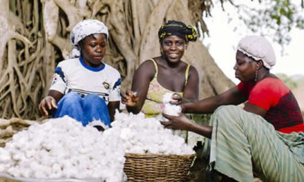 450,000-metric tonne of cotton to be produced in Nigeria