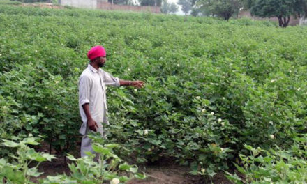 Cotton Corporation of India to enter Punjab