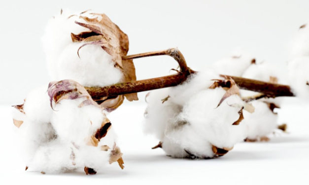 Hugo Boss become a cooperation partner of CMiA cotton