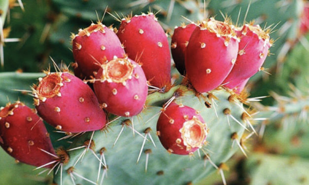 Kraig Labs expands Board of Directors