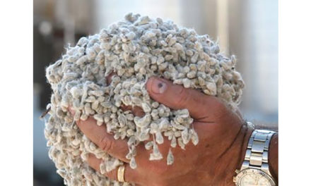 SIMA CD&RA distributes more than 37 thousand kg cotton seed