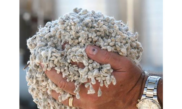 SIMA CD&RA distributes more than 37 thousand kg cotton seed