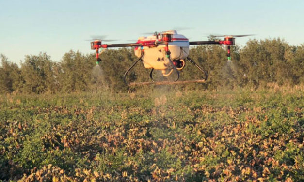 Chinese cotton farmers using drones to spray defoliant