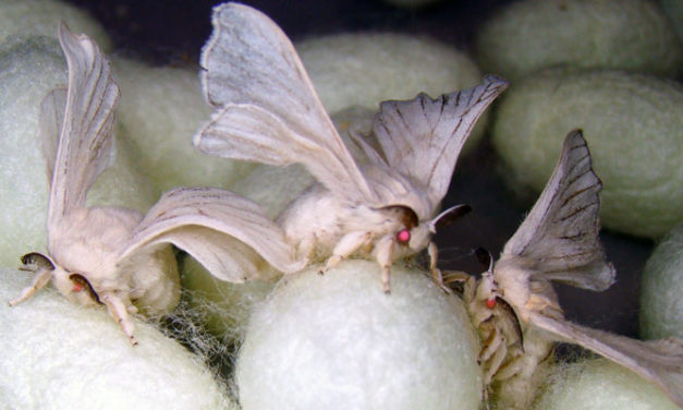 Kraig Biocraft completes cycle of silk moth mating for the first time