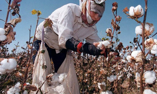 Cotton cultivation to rise in Azerbaijan