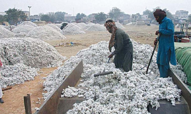 Pak ECC asks for review of tax exemption on cotton seed