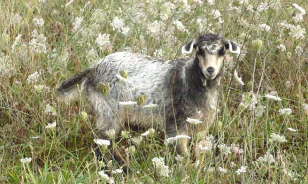 AbTF has developed a new standard created for sustainable cashmere